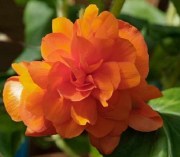 Begonia tub Illumination Orange 2